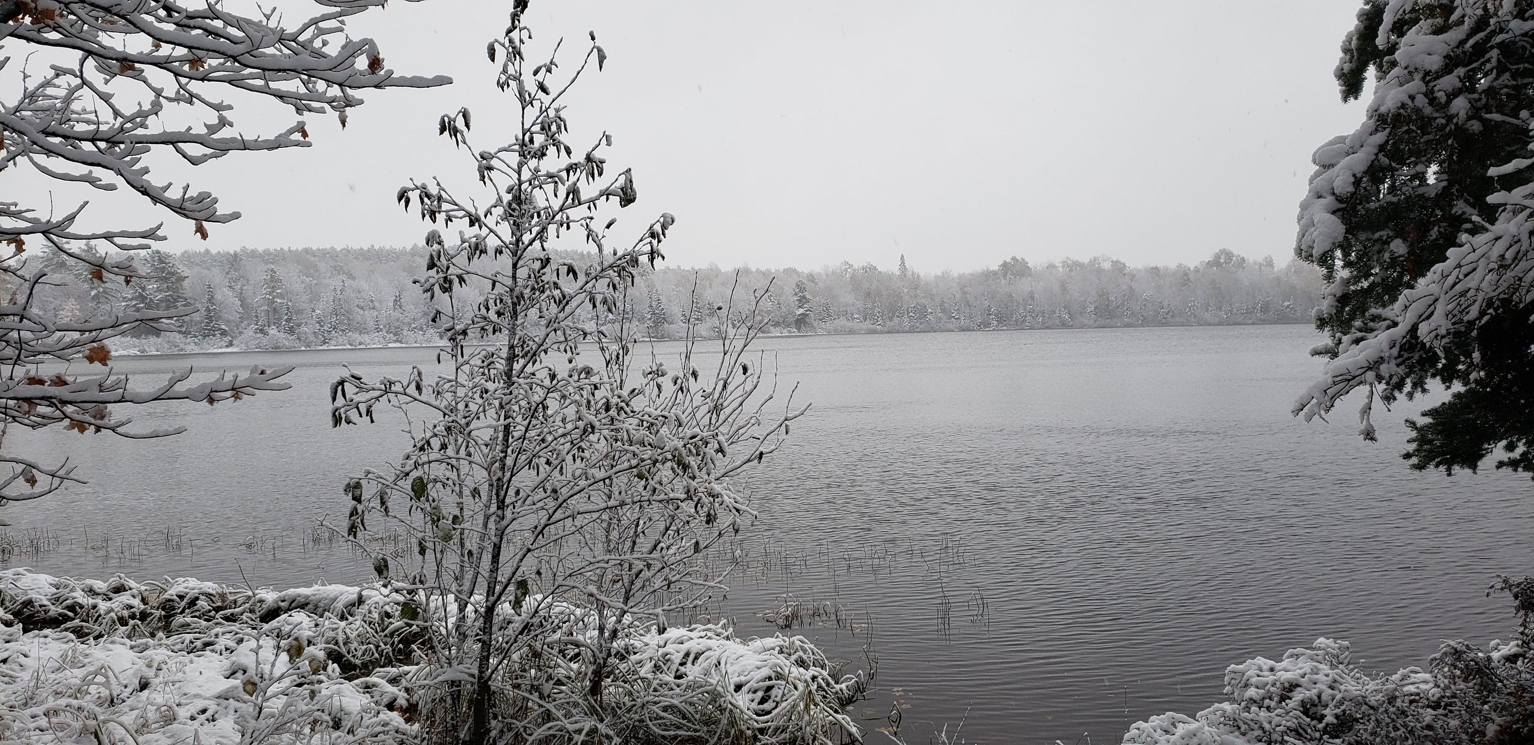 Landscape of a lake with snow on surrounding plants