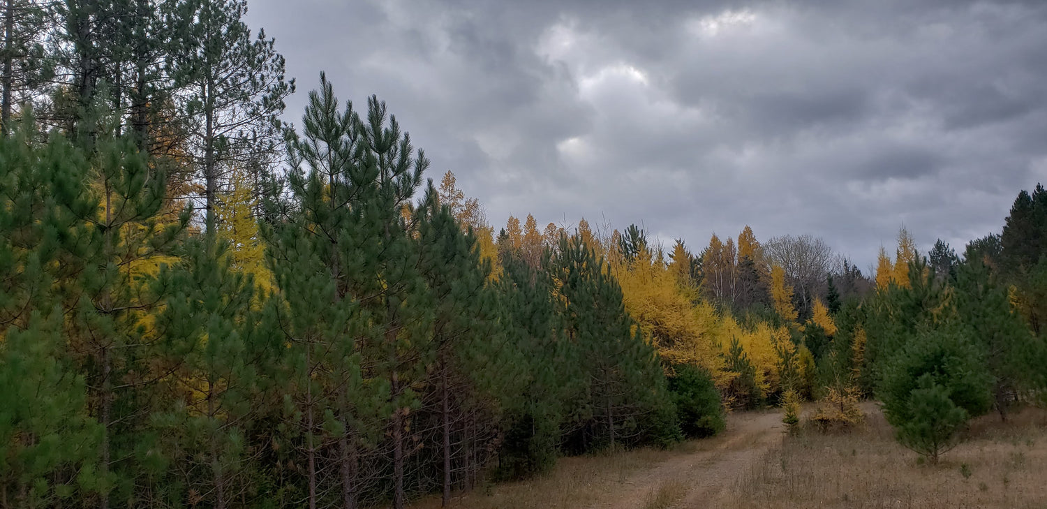 Landscape of woods with mottled clouds